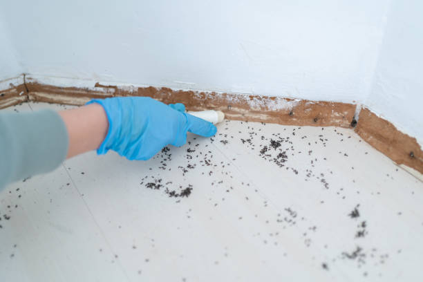 Best Cockroach Control Services  in Delmont, PA